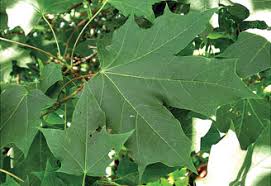 Attēlu rezultāti vaicājumam “Acer platanoides”