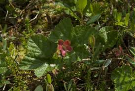 Attēlu rezultāti vaicājumam “Rubus chamaemorus”