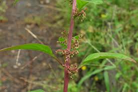 Attēlu rezultāti vaicājumam “Chenopodium polyspermum leaf”