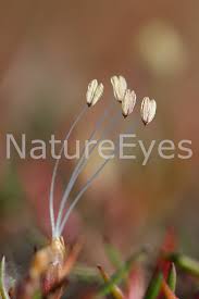 Attēlu rezultāti vaicājumam “Plantago uniflora”