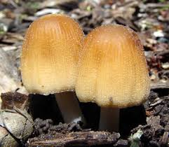 Attēlu rezultāti vaicājumam “Coprinus micaceus”