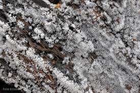 Attēlu rezultāti vaicājumam “Ceratiomyxa fruticulosa spores”