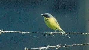 Attēlu rezultāti vaicājumam “Motacilla flava flava adult”