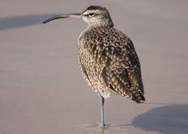 Attēlu rezultāti vaicājumam “Numenius phaeopus”