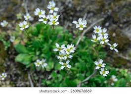 Attēlu rezultāti vaicājumam “Erophila verna flower”