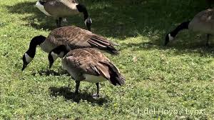 Attēlu rezultāti vaicājumam “Branta canadensis adult”