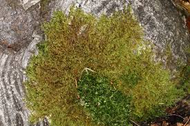 Attēlu rezultāti vaicājumam “Hypnum cupressiforme var. subjulacum”