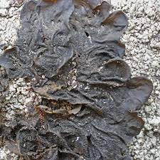 Attēlu rezultāti vaicājumam “Collema flaccidum”