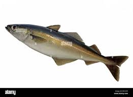 Image result for Pollachius virens