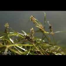 Attēlu rezultāti vaicājumam “Potamogeton trichoides”