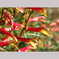 Attēlu rezultāti vaicājumam “Lophozia laxa”