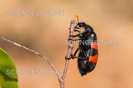 Attēlu rezultāti vaicājumam “Meloidae”