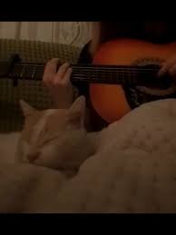 Image result for Cat sleeping in guitar