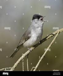 Attēlu rezultāti vaicājumam “Sylvia atricapilla male”