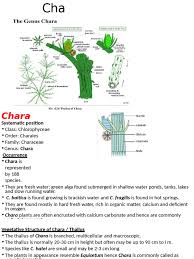 Attēlu rezultāti vaicājumam “Chara aspera male”