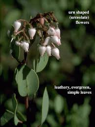 Attēlu rezultāti vaicājumam “Ericaceae”