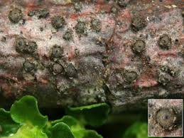 Attēlu rezultāti vaicājumam “Amaurochaete atra”