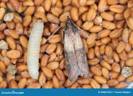 Attēlu rezultāti vaicājumam “Plodia interpunctella”