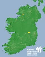 Attēlu rezultāti vaicājumam “Badhamia lilacina”