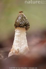 Attēlu rezultāti vaicājumam “Phallus impudicus”