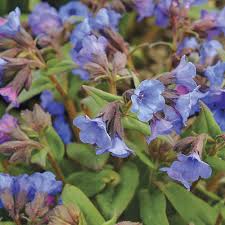 Attēlu rezultāti vaicājumam “Pulmonaria angustifolia leaf”