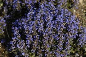 Attēlu rezultāti vaicājumam “Ajuga pyramidalis”