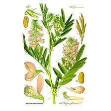 Attēlu rezultāti vaicājumam “Galega orientalis leaf”