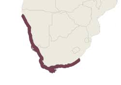 Image result for Argyrosomus inodorus