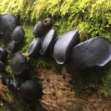 Attēlu rezultāti vaicājumam “Bulgaria inquinans”