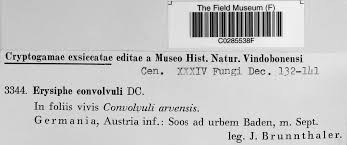 Attēlu rezultāti vaicājumam “Erysiphe galeopsidis”