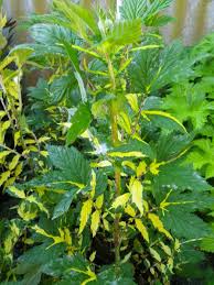 Attēlu rezultāti vaicājumam “Filipendula ulmaria  leaf”