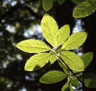 Attēlu rezultāti vaicājumam “Menziesia ferruginea”