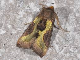 Attēlu rezultāti vaicājumam “Diachrysia tutti”