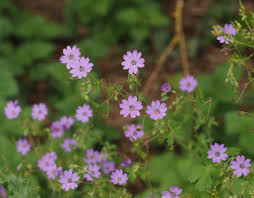 Attēlu rezultāti vaicājumam “Geranium pyrenaicum flower”
