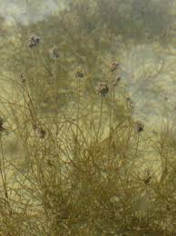 Attēlu rezultāti vaicājumam “Stuckenia filiformis flower”