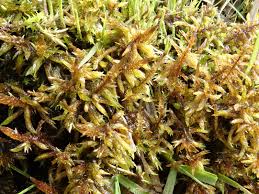 Attēlu rezultāti vaicājumam “Calliergon cordifolium”