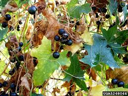 Attēlu rezultāti vaicājumam “Bryonia alba leaf”