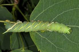 Attēlu rezultāti vaicājumam “Laothoe amurensis”