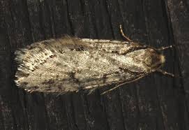 Attēlu rezultāti vaicājumam “Semioscopis avellanella”