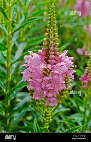 Attēlu rezultāti vaicājumam “Antirrhinum majus leaf”