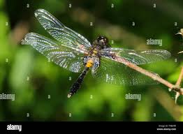 Attēlu rezultāti vaicājumam “Leucorrhinia caudalis”