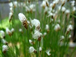 Attēlu rezultāti vaicājumam “Trichophorum alpinum”