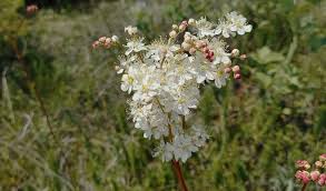 Attēlu rezultāti vaicājumam “Filipendula vulgaris fruit”