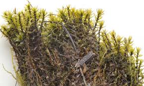 Attēlu rezultāti vaicājumam “Bryum neodamense”