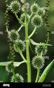 Attēlu rezultāti vaicājumam “Sparganium erectum aggr. leaf”