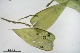 Attēlu rezultāti vaicājumam “Pseudotaxiphyllum elegans”