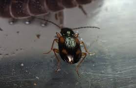 Attēlu rezultāti vaicājumam “Bembidion sp.”