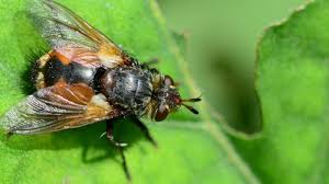 Attēlu rezultāti vaicājumam “Tachinidae”