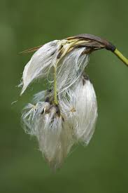 Attēlu rezultāti vaicājumam “Eriophorum angustifolium fruit”