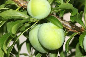 Attēlu rezultāti vaicājumam “Rosa subcanina fruit”